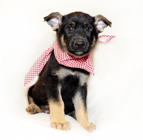 Lucca - Adoption Pending