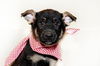 Lucca - Adoption Pending