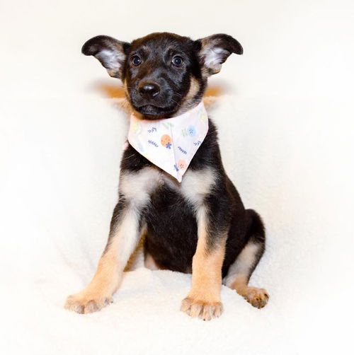 Verona - Adoption Pending