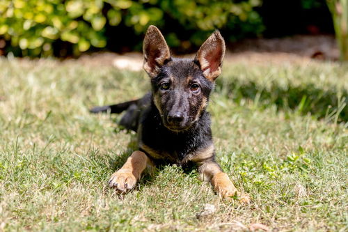 Milan - Adoption Pending