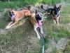 Hobo - Adoption Pending