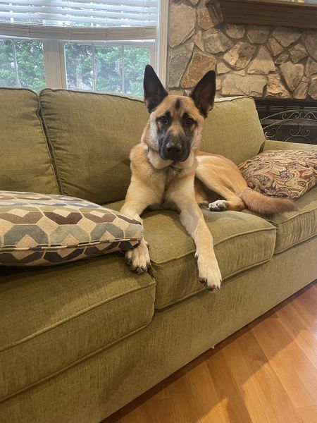 Hobo - Adoption Pending
