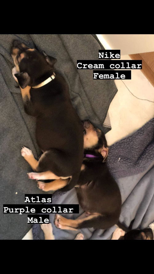 Atlas - Adoption Pending