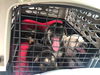 Atlas - Adoption Pending