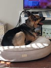 Atlas - Adoption Pending