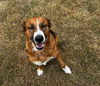 Freya - Adoption Pending