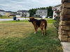 Freya - Adoption Pending