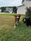 Freya - Adoption Pending