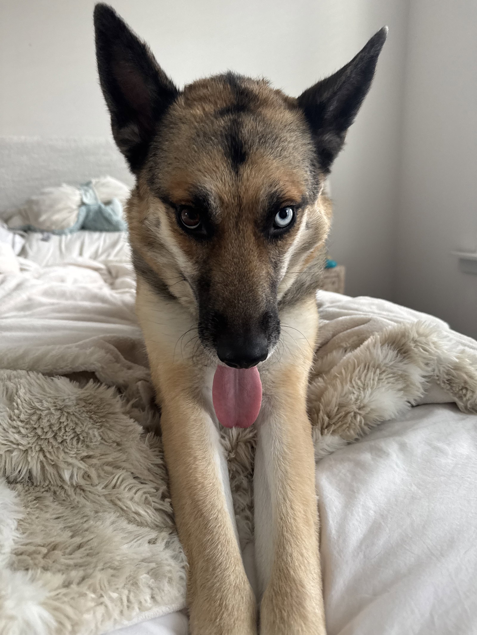 Petra, German Shepherd Dog