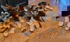 Shiloh - Adoption Pending