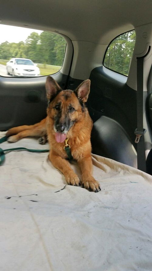 Sheila - Adoption Pending