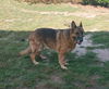Sheila - Adoption Pending