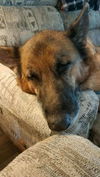 Sheila - Adoption Pending