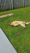 Sheila - Adoption Pending
