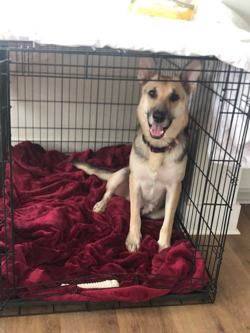 Athena - Adoption Pending