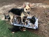 Athena - Adoption Pending
