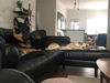 Athena - Adoption Pending