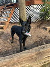 Suki - Adoption Pending