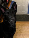 Suki - Adoption Pending