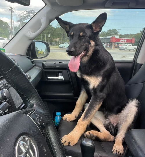 Shadow - Adoption Pending