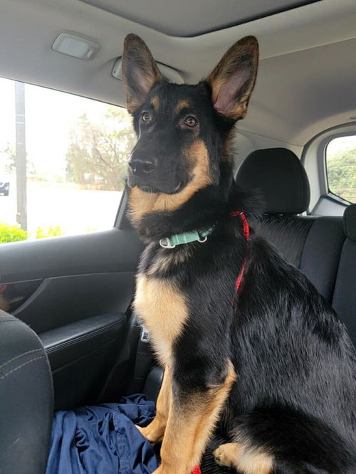 Chase - Adoption Pending