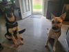 Chase - Adoption Pending