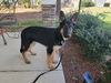 Chase - Adoption Pending