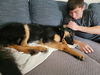 Chase - Adoption Pending