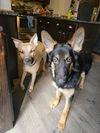 Chase - Adoption Pending