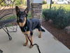 Chase - Adoption Pending