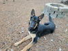 Chase - Adoption Pending