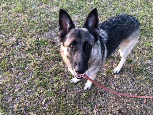 Ava - Adoption Pending