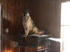 Ava - Adoption Pending