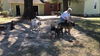 Ava - Adoption Pending
