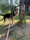 Charlie - Adoption Pending