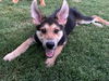 Charlie - Adoption Pending