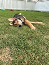 Charlie - Adoption Pending