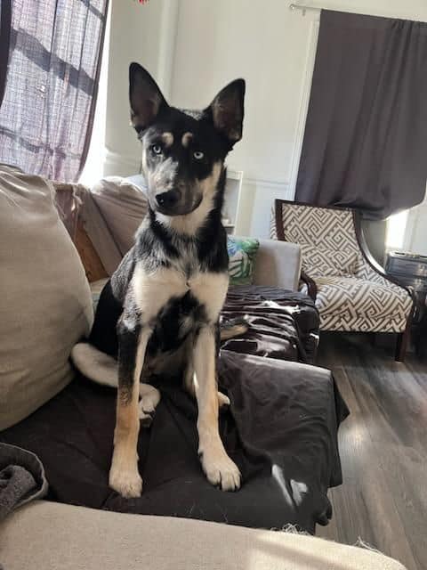 Chicken - Adoption Pending