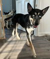 Chicken - Adoption Pending