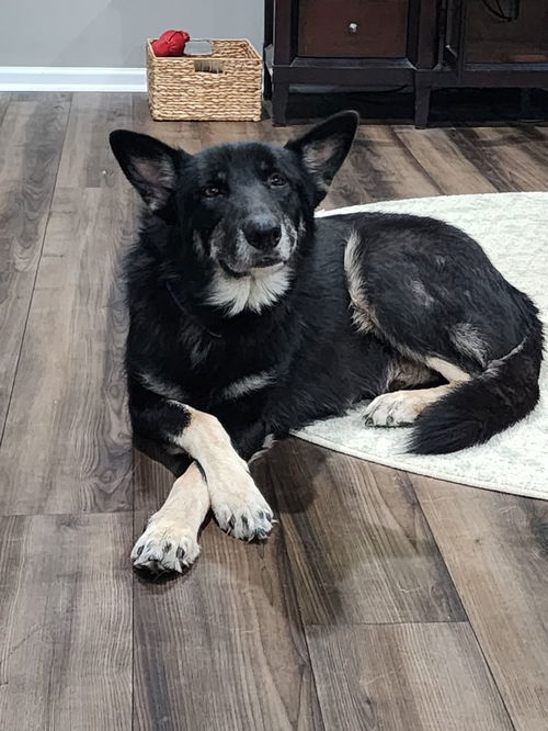 Shiloh - Adoption Pending