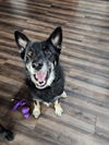 Shiloh - Adoption Pending