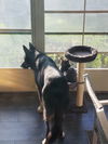 Shiloh - Adoption Pending