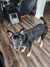 Shiloh - Adoption Pending