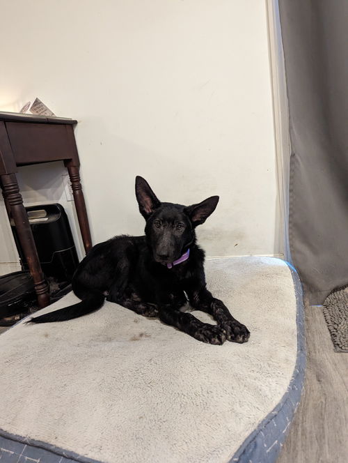 Crepe - Adoption Pending