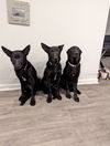 Crepe - Adoption Pending