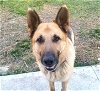 adoptable Dog in rolesville, NC named Tyson