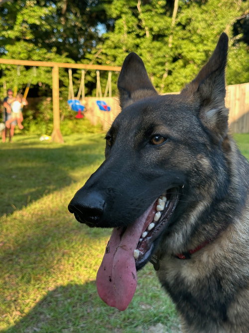 Pinocchio, an adoptable German Shepherd Dog in La Grange , NC