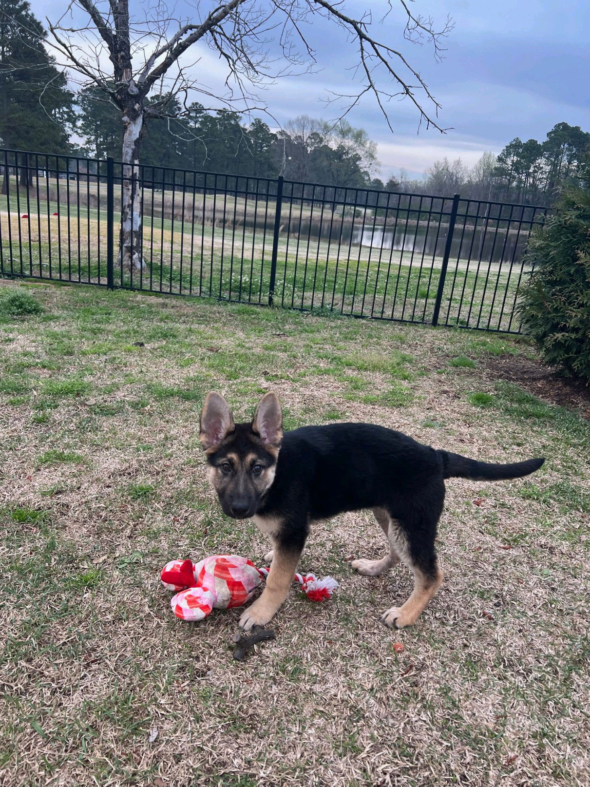 Dog For Adoption - Primrose, A German Shepherd Dog In Enfield, Nc 