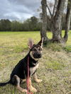 Primrose - Adoption Pending