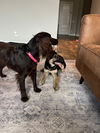 Primrose - Adoption Pending